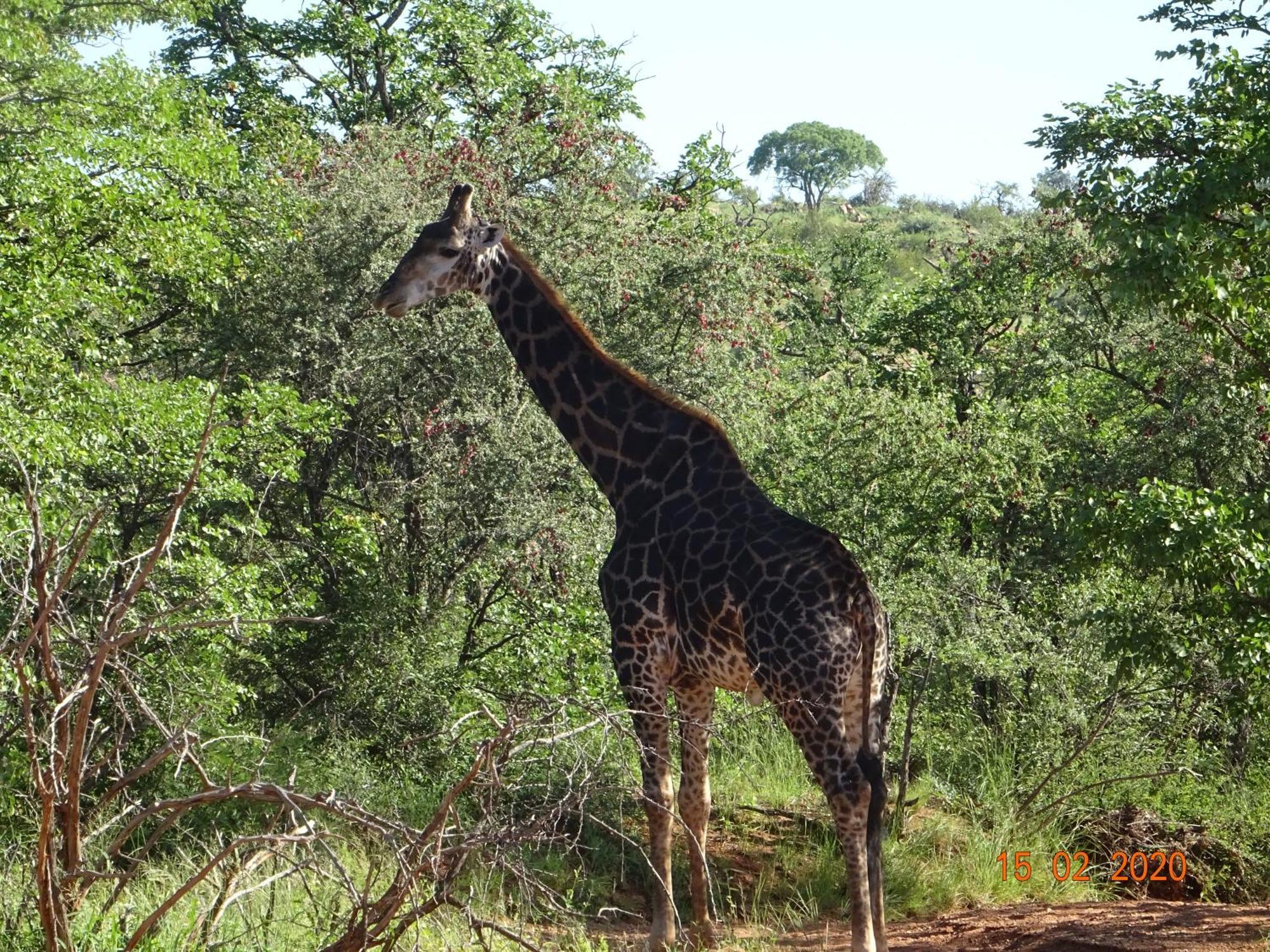 Limpokwena Nature Reserve Tokio Esterno foto